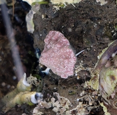 Patelloida corticata