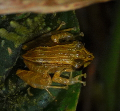 Pristimantis achatinus