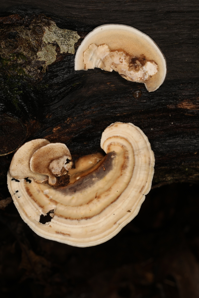 Mycorrhaphium adustum from 1801 IN-46, Nashville, IN 47448, USA on ...