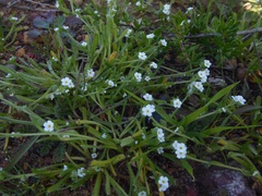 Plagiobothrys collinus