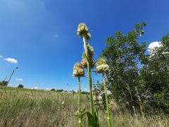 Dipsacus laciniatus