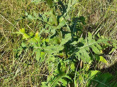 Dipsacus laciniatus