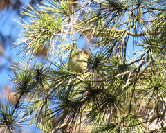 Phylloscopus collybita collybita