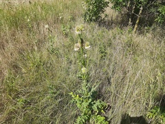 Dipsacus laciniatus