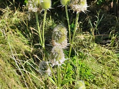 Dipsacus laciniatus