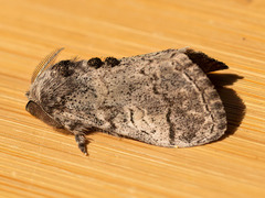 Dasychira vagans