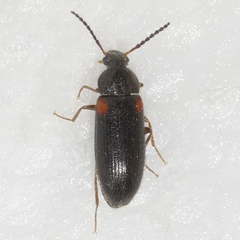 Mycetochara