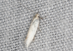 Zacorus carus