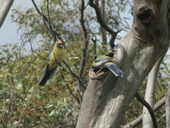 Platycercus elegans flaveolus