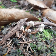 Cordyceps sinclairii