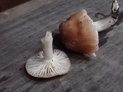 Cuphophyllus colemannianus