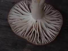 Cuphophyllus colemannianus