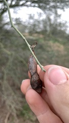Parkinsonia florida