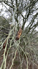Parkinsonia florida
