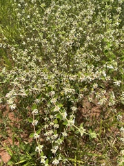 Lippia