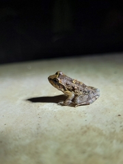 Thoropa miliaris