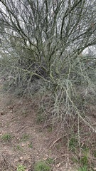 Parkinsonia florida