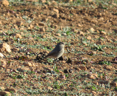 Phoenicurus ochruros gibraltariensis