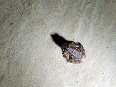 Thoropa miliaris
