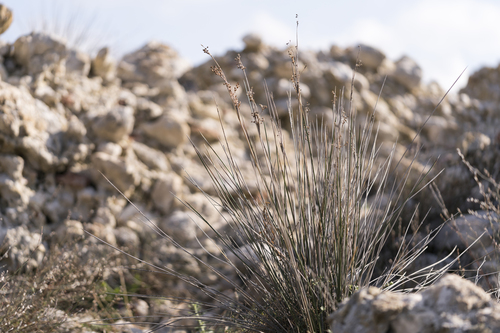 Heldreich's Rush (Juncus heldreichianus)