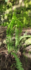 Asplenium pteropus
