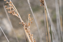 Juncus heldreichianus heldreichianus