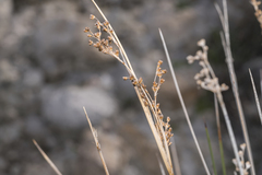 Juncus heldreichianus heldreichianus