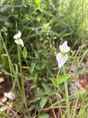Dalechampia caperonioides