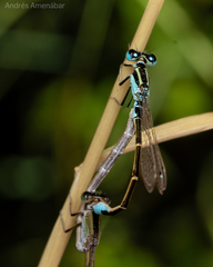 Ischnura fluviatilis