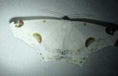 Sericoptera