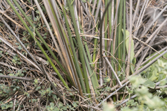 Juncus heldreichianus heldreichianus