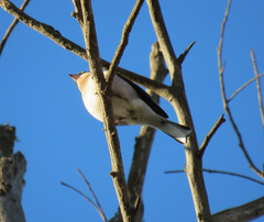 Fringilla coelebs africana