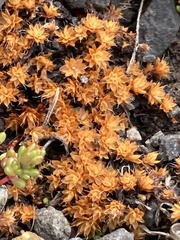Syntrichia ruralis