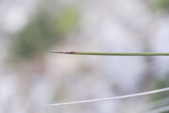 Juncus heldreichianus heldreichianus
