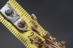 Juncus heldreichianus heldreichianus