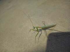 Coptopteryx argentina