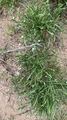 Pectocarya platycarpa