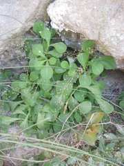 Samolus ebracteatus cuneatus