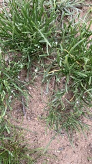 Pectocarya platycarpa