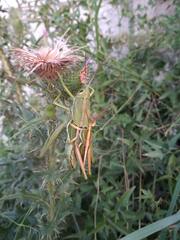 Staleochlora viridicata