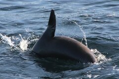 Zalophus californianus