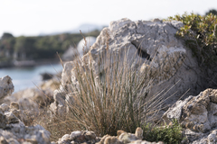 Juncus heldreichianus heldreichianus
