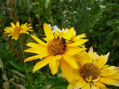 Synanthedon myopaeformis