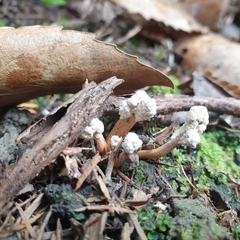 Cordyceps sinclairii