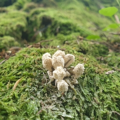 Cordyceps sinclairii