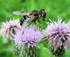 Eristalis obscura