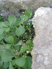 Samolus ebracteatus cuneatus