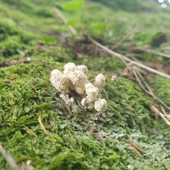 Cordyceps sinclairii