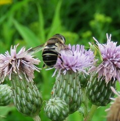 Eristalis obscura