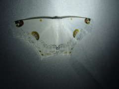 Sericoptera